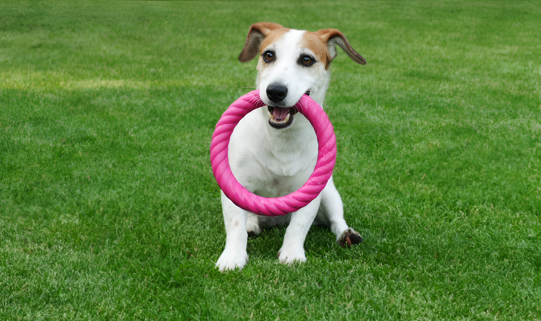 Choosing the Right Toys for Your Pet